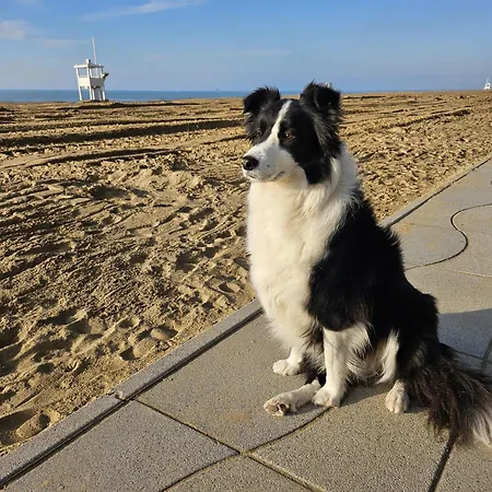 Verdi Lido di Jesolo